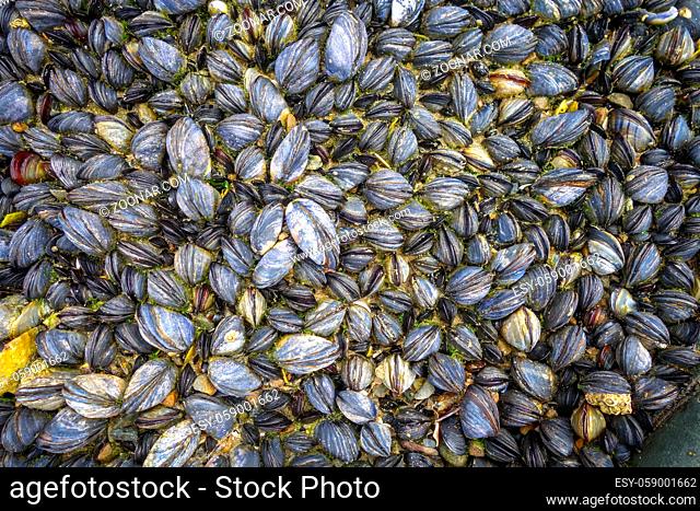Mussels hanging on a rock. Background wallpaper