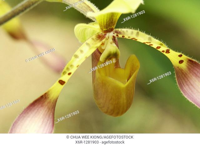 Flower, Orchid Garden, Kuching, Sarawak, Malaysia