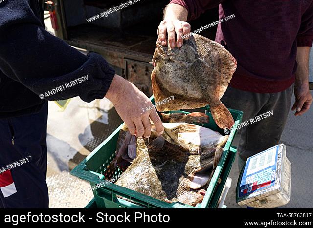 RUSSIA, GENICHESK - APRIL 30, 2023: Fishermen unload caught fish at the Henichesk Seaport after fishing on the closing day of the season for catching turbot