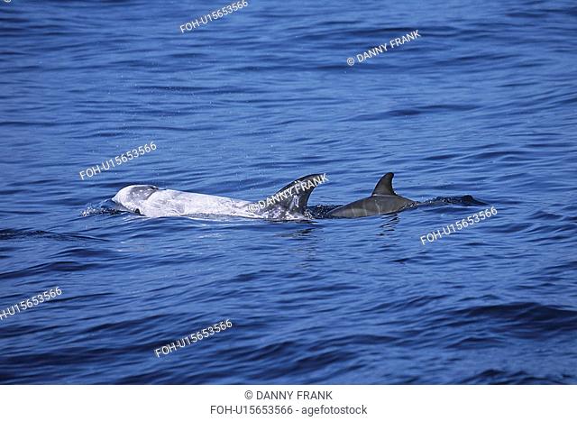Risso's dolphin Grampus griseus close look at a calf surfacing next to its mother, fetal folds are visible. Monterey Bay, California, USA, Pacific Ocean