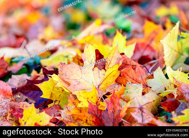 fallen leaves on the ground in the park in autumn for background or texture use. Natural fall concept, autumn pattern background
