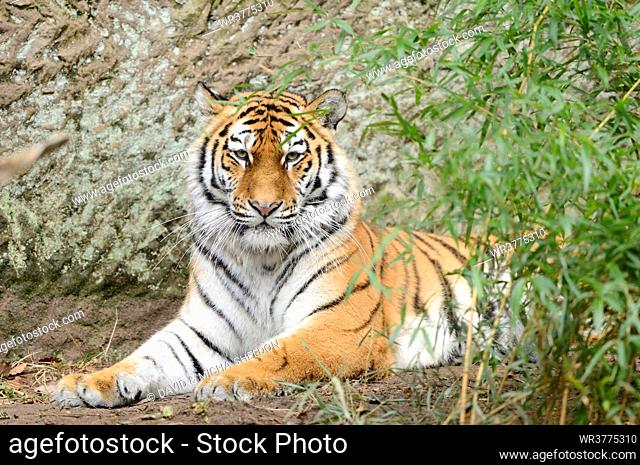 Siberian tiger, Bavaria, Germany