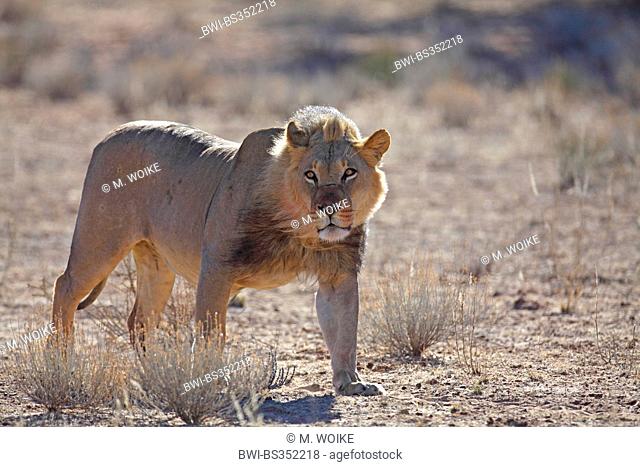 lion (Panthera leo), male walks in Auob valley, South Africa, Kgalagadi Transfrontier National Park