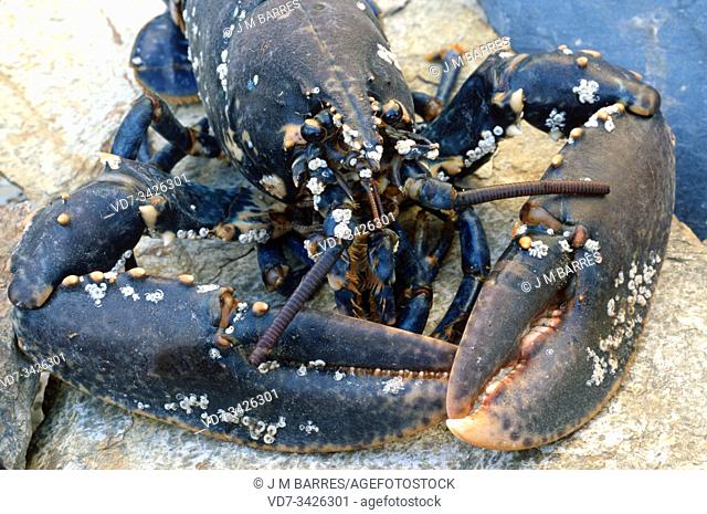 European lobster (Homarus gammarus) is an edible marine crustacean native to Mediterranean Sea and easter Atlantic Ocean