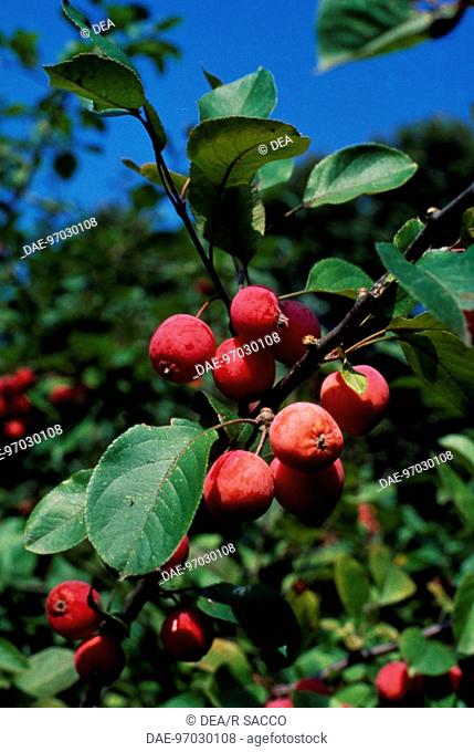Apple treebranch with fruit (Malus communis), Rosaceae