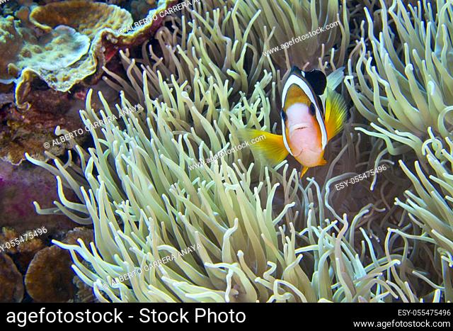 Clarkâ. . s Anemonefish, Amphiprion clarkii, Clownfish, Anemonefish, Damselfish, Bunaken National Marine Park, Bunaken, North Sulawesi, Indonesia, Asia