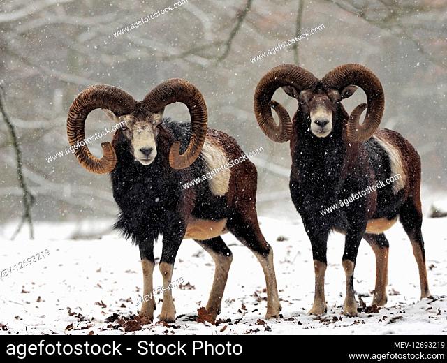 European Mouflon in the snow in winter in Germany