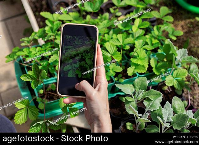 Hand of farmer photographing potted plants through mobile phone in greenhouse