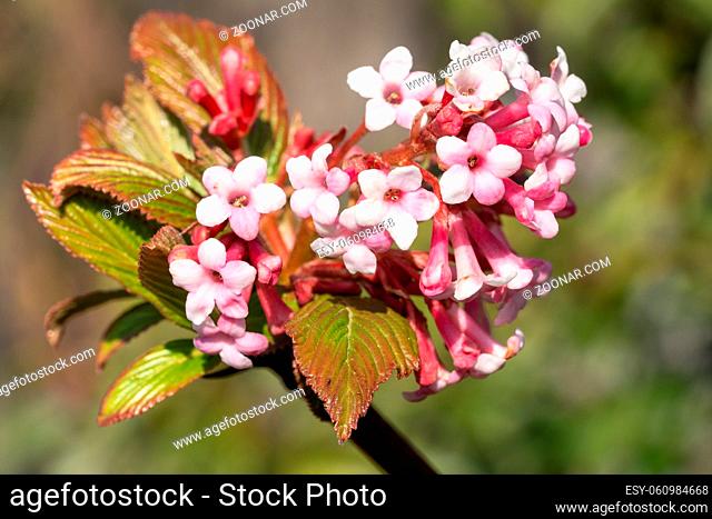 Viburnum (Viburnum farreri), flowers of the gardens