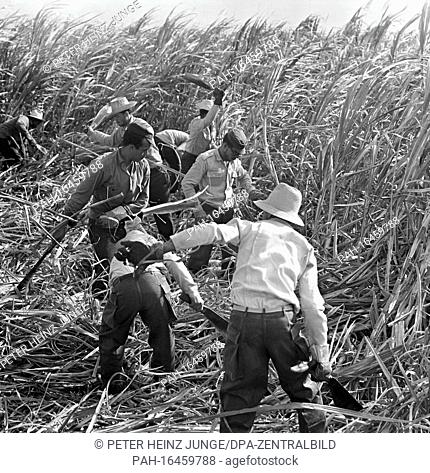 Farm workers on a field near Havana in Cuba during the sugar cane harvest, photographed in 1962. Photo: Heinz Junge. - Havanna/Cuba