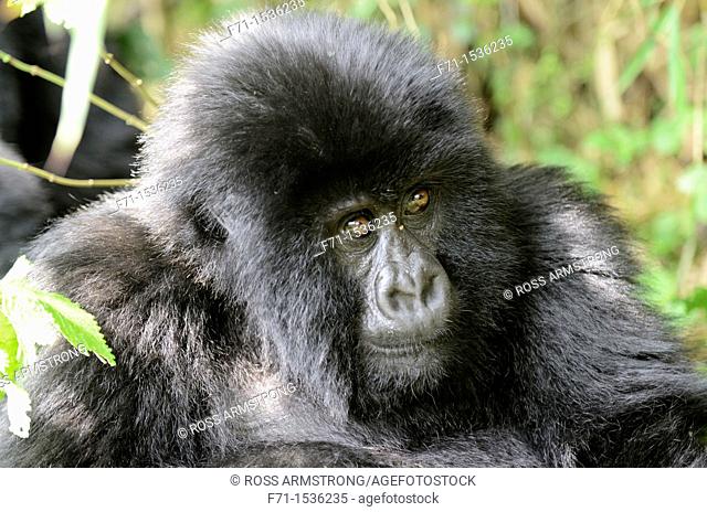 Mountain Gorilla Gorilla beringei beringei in Volcanoes National Park in north-west Rwanda