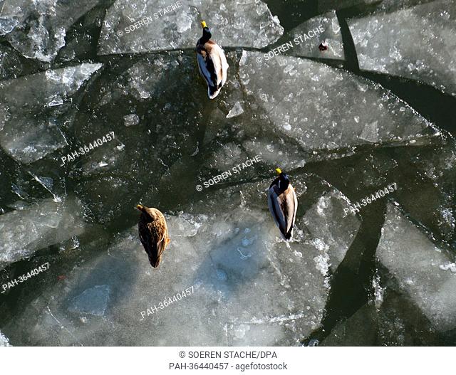 Three ducks sit on ice floes on the Spree river in Berlin, Germany, 25 January 2013. Photo: SOEREN STACHE | usage worldwide. - Berlin/Berlin/Germany