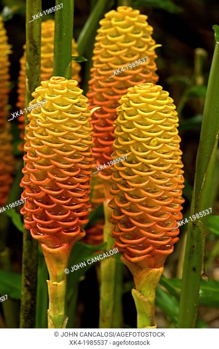 Shampoo ginger - (Zingiber zerumbet) - Costa Rica - native to Asia - naturalized in Costa Rica and elsewhere in the tropics - has food and medicinal uses