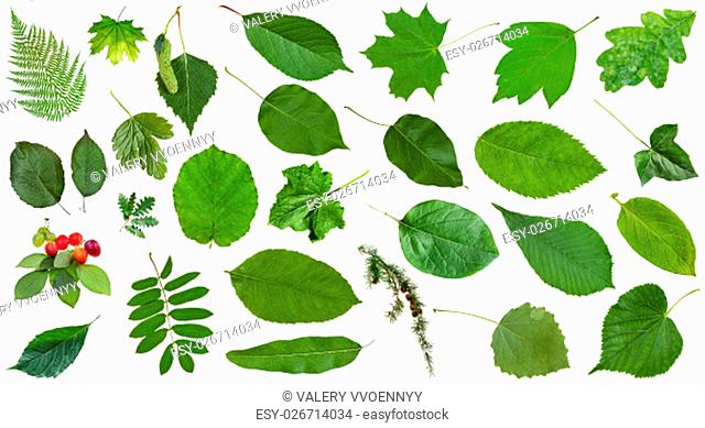set of varuious green leaves isolated on white - plum, fern, rowan, hazel, ash, maple, larch, oak, birch, acer, quince, grape, aspen, cucumber, potato