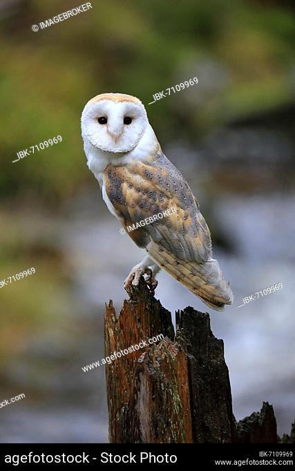 Common barn owl (Tyto alba), adult, alert, in autumn, waiting, Bohemian Forest, Czech Republic, Europe