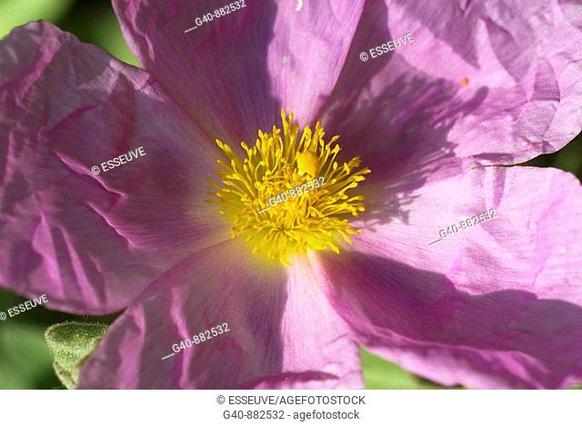 Pink Rock Rose (Cistus incanus)