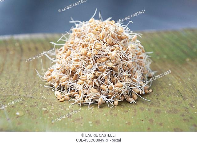 Sprouted/germinated wheat, a live food