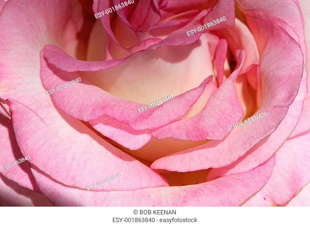 Pink Rose Close