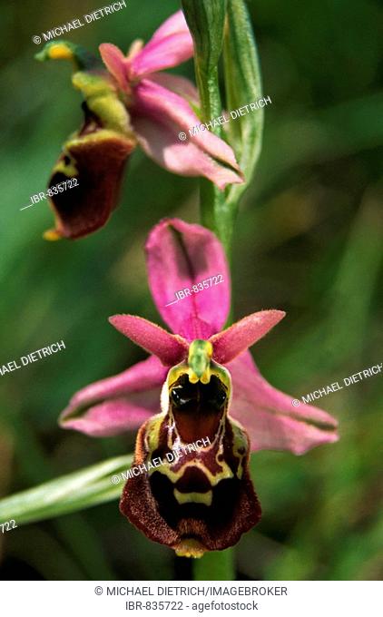 Close-up of a blooming Bee Orchid (Ophrys apifera), dry grassland in Koppelstein Nature Reseve, near Lahnstein, Rhineland-Palatinate, Germany, Europe