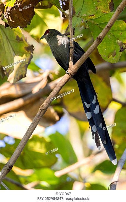 Image of bird perched on a tree branch. (Green-billed Malkoha, Phaenicophaeus tristis) Wild Animals