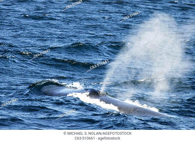 Adult Blue Whale (Balaenoptera musculus) surfacing in the Gulf of California (Sea of Cortez), Mexico