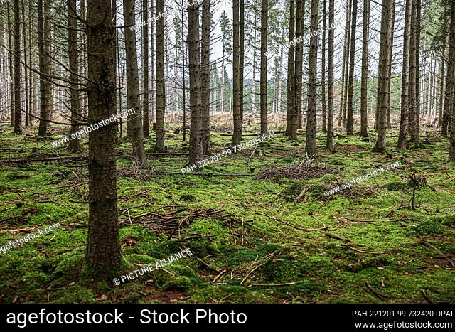 PRODUCTION - 30 November 2022, North Rhine-Westphalia, Gemünd: Mosses and lichens cover the ground of a spruce forest in the Eifel National Park