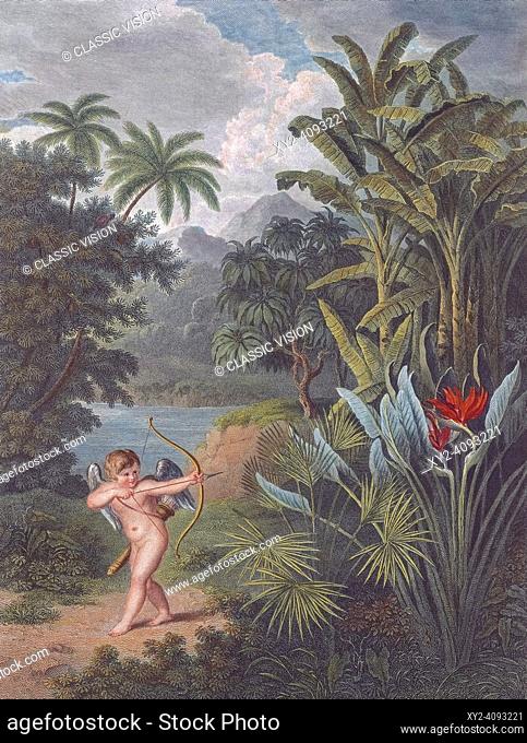 Cupid Inspiring the Plants to Love. Illustration in The Temple of Flora, or Garden of the botanist, poet, painter and philosopher