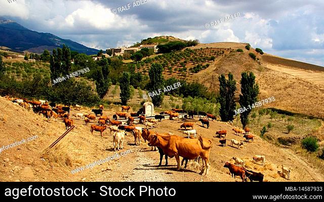 Italy, Sicily, Madonie National Park, hills, autumn, herd of cows at watering place, blue cloudy sky