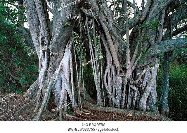 strangler fig Ficus aurea, fig strangling host tree, USA, Florida, Everglades Np