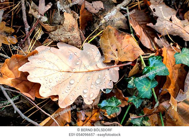 wet oak leaves lie on the forest floor