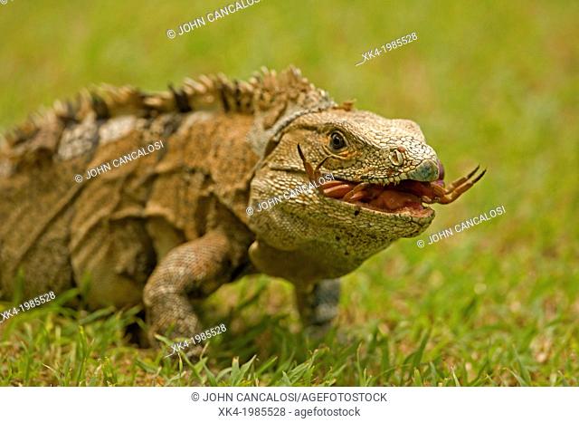 Spiny-tailed Iguana - (Ctenosaura similis) - Costa Rica - Tropical dry forest - Santa Rosa National Park