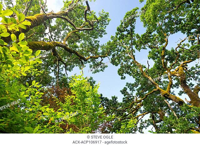 Garry Oak (Quercus garryana) canopy on a blue sky day, Vancouver Island, British Columbia