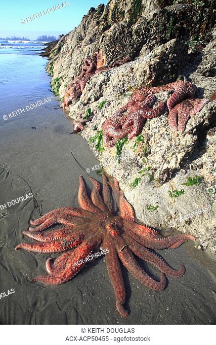 Sunflower Sea Star with Ocre Sea Stars at Chesterman Beach, Tofino, Vancouver Island, British Columbia