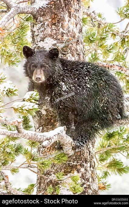 Portrait of an American black bear cub (Ursus americanus) looking at camera and climbing a whitebark pine tree (Pinus albicaulis) in Yellowstone National Park...