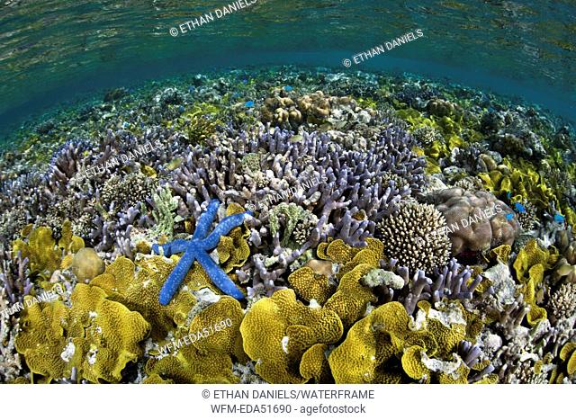 Blue Seastar on Coral Reef, Linckia laevigata, Misool, West Papua, Indonesia