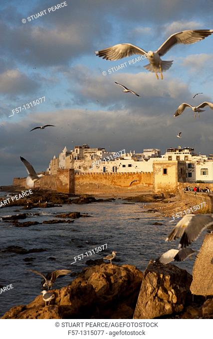 Seagulls, Essaouira, Morocco