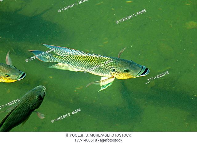 Blue Kurper, Mozambique Tilapia, Oreochromis Mossambicus Fishes In Water Pond, Pune, Maharashtra, india