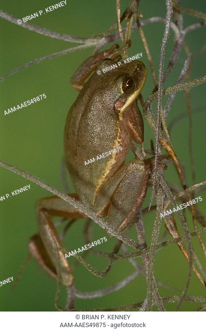 Green Treefrog (Hyla cinerea), in Spanish Moss, S. Florida