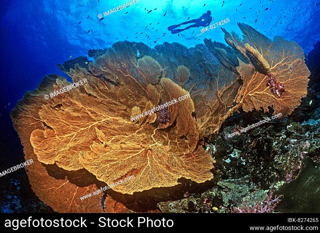 Fächerkoralle Hicksons Riesenfächer (Subergorgia hicksoni-mollis), Hornkoralle, Gorgonie, im Hintergrund Sporttaucher, Rotes Meer, Ägypten