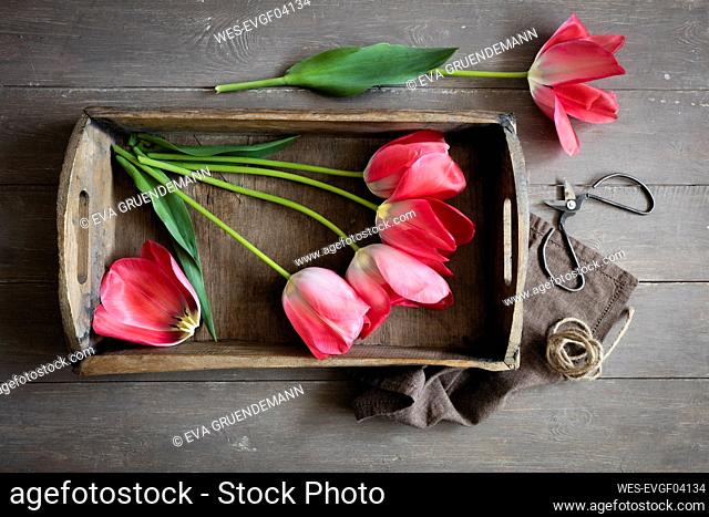 Pink blooming Don¶ÿQuichotte¶ÿtulips lying on wooden tray