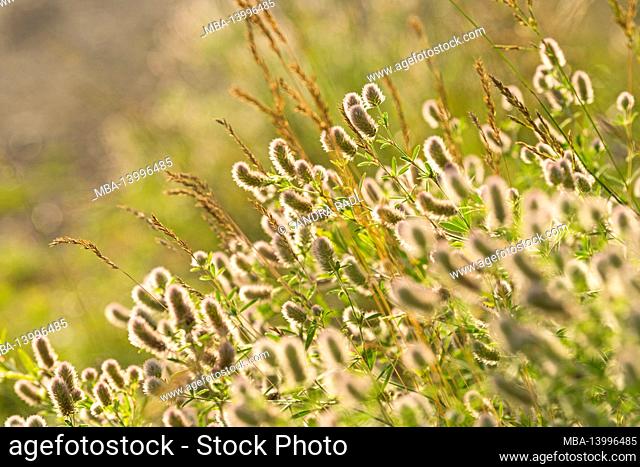 hare clover (trifolium arvense) and grasses, inflorescences glow in the backlight