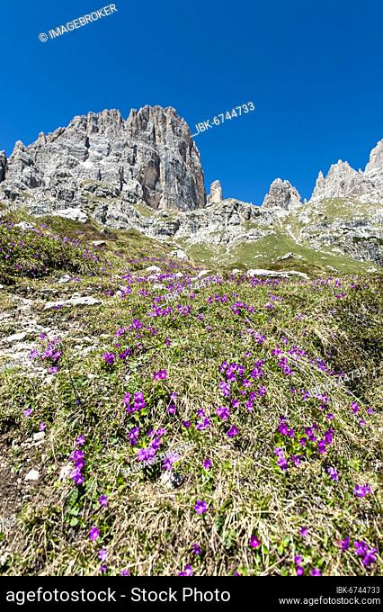 Massed flower, least primrose (Primula minima), Brenta Massif, Brenta Dolomites, near Molveno, Malfein, Province of Trento, Trentino, Italy, Europe