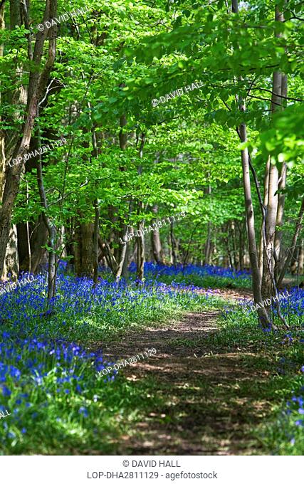 England, Wiltshire, near Marlborough. A path through the Bluebells in West Woods