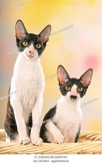 Cornish Rex. Pair of black-and-white cats in a wicker basket. Studio picture. Germany