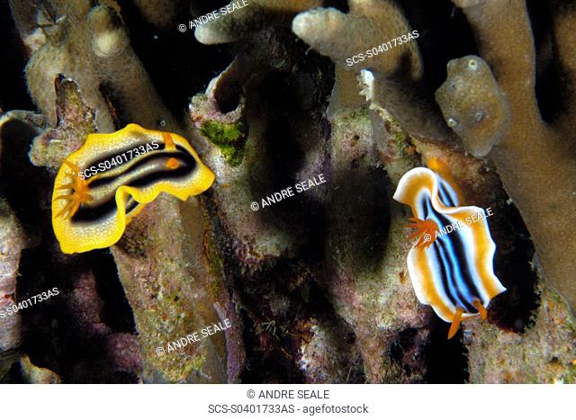 Dorid nudibranchs, Chromodoris spp , Lapus Lapus Island marine park, Malapascua, Cebu, Philippines rr