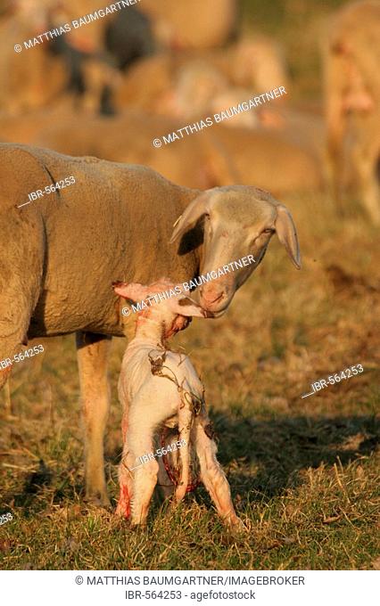 Freshly born merino sheep touching the snout of ewe
