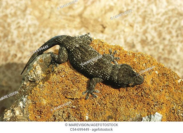 Savage Islands (aka Selvagens Islands), near Madeira. Boetterg's Wall Gecko (Tarentola boettgeri bischoffi)