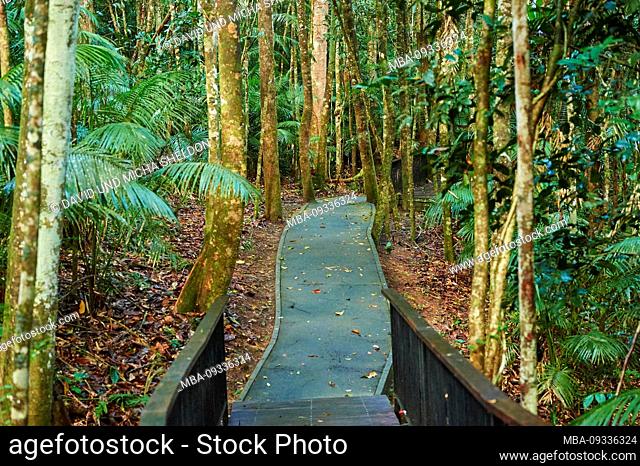 trail in the jungle, in the morning at Jumrum Creek Conservation Park, Kuranbda, Queensland, Australia