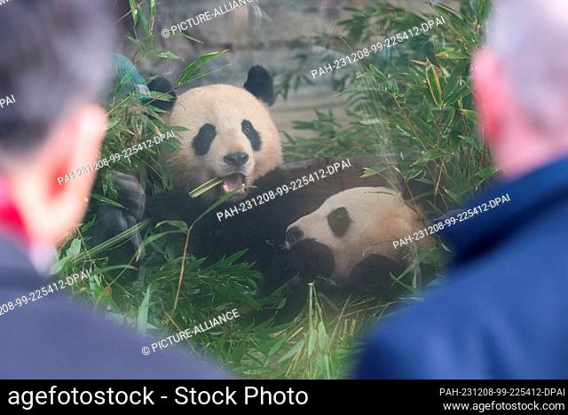 08 December 2023, Berlin: Pandas Paule (l) and Pit sit in their enclosure during a farewell ceremony for panda bears Pit and Paule at Berlin Zoo