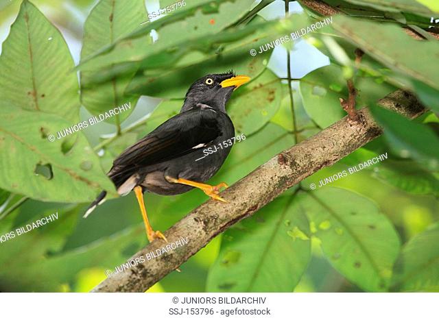 Pale-bellied Myna on branch / Acridotheres cinereus
